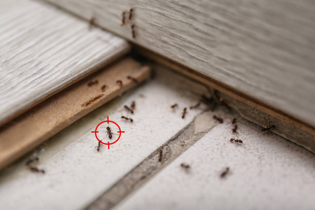 Best Affordable Pest Control Services  in Walworth, WI