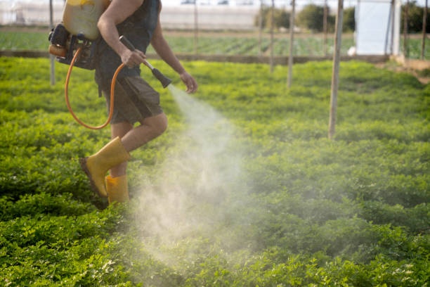 Wasp Removal Services in Walworth, WI