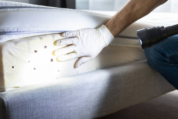 Best Ant Control Services  in Walworth, WI