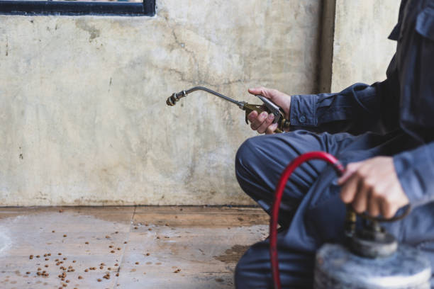 Best Flea Control Services  in Walworth, WI